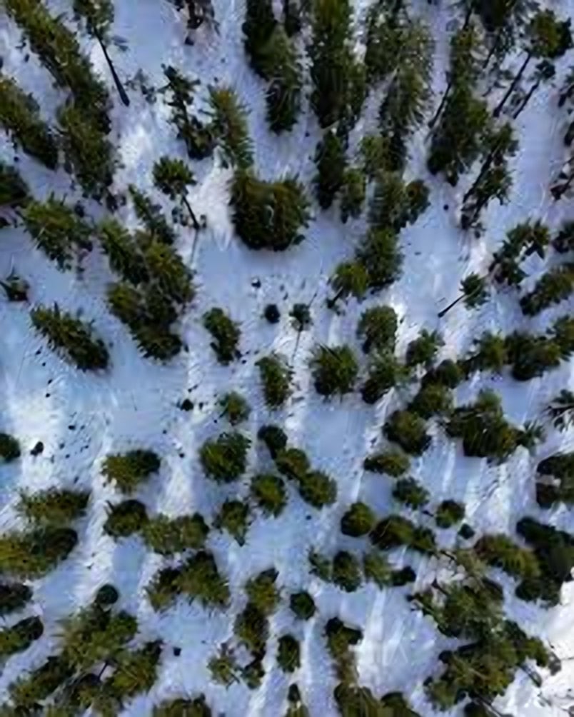 Pine trees scattered across deep snow in Naltar, seen from above