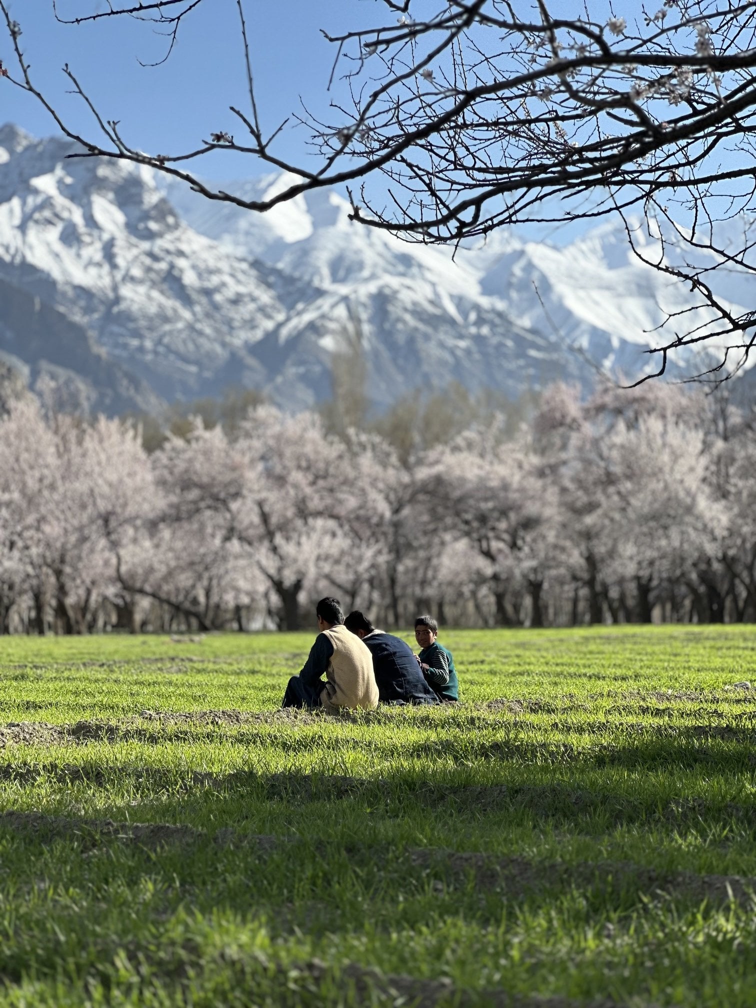 Three boys sitting together in a bright green field in Skardu, below apricot trees in pale pink blossom and snow-covered mountains